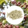 1kg - Café Vert Bio Sueno - Région Altura - Mexique - Décaféiné à L'eau