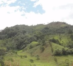 4x250g Café En Grain Bio La Esperanza - Cafés Lugat -Vente De Café cafe grains esperanza colombie 5