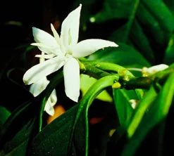 1 Kg - Café Vert - Région Atitlan - Guatemala - Lavé -Vente De Café cafe grains huehuetenango guatemala ferme 2