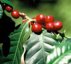 1 Kg - Café Vert - Région Atitlan - Guatemala - Lavé -Vente De Café cafe grains huehuetenango guatemala ferme 3