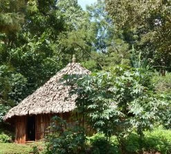 250 G- Café En Grain Dambi Uddo - LE PIANTAGIONI DEL CAFFE -Vente De Café cafeengrainlpdcdambiuddo3