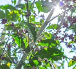 Boite Conservatrice Noire Avec Vide D'air 1kg - Cafés Lugat -Vente De Café cafeier