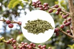 1 Kg - Café Vert Bio - Région Tolima - Amérique Du Sud - Lavé - Bio