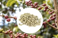 1 Kg - Café Vert - Région Atitlan - Guatemala - Lavé